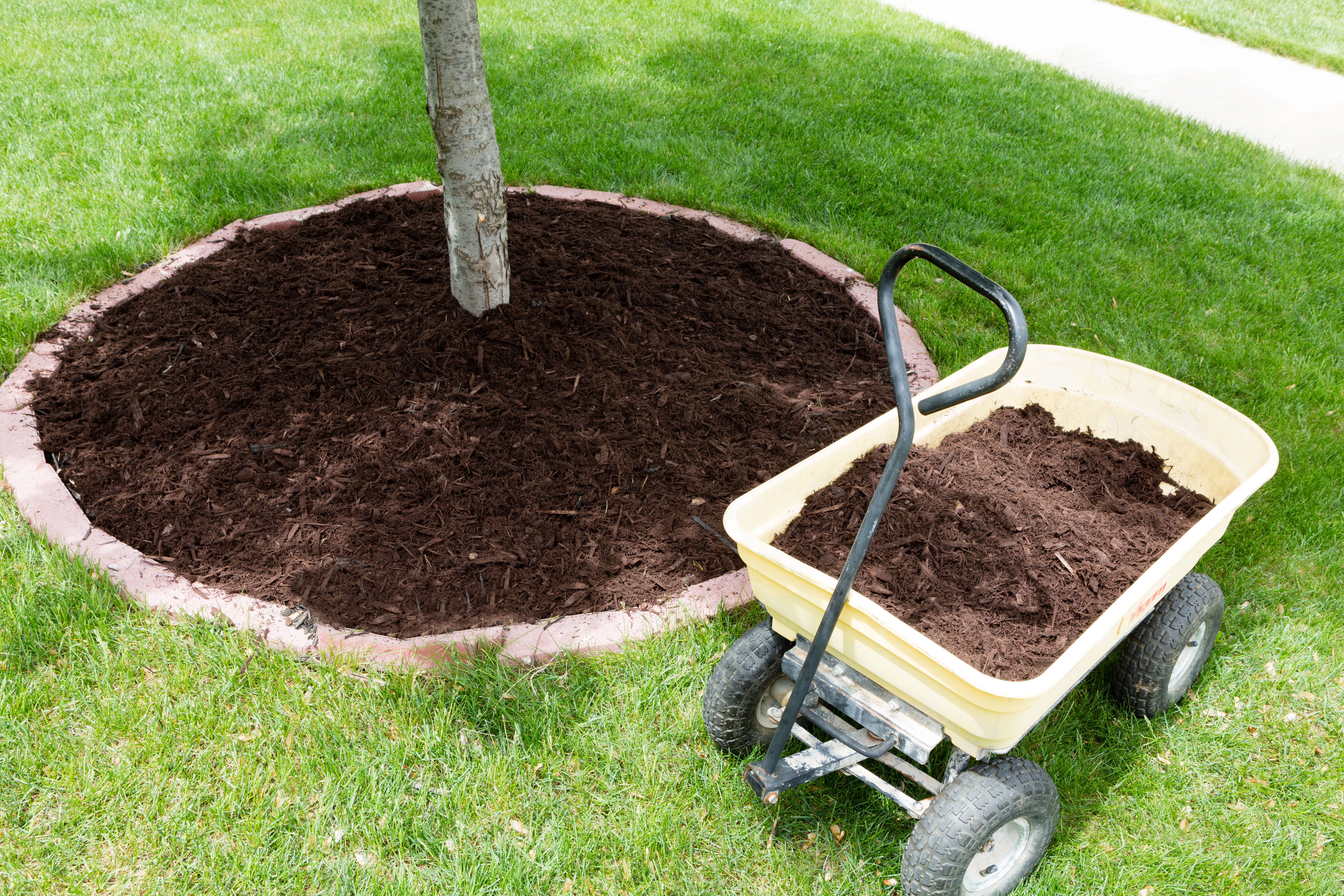 tree fertilizing